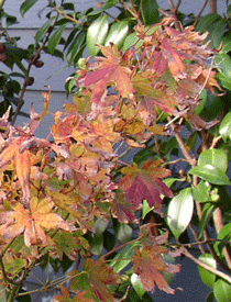 maple_leaves.gif