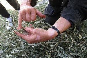 Collecting Olive Leaves